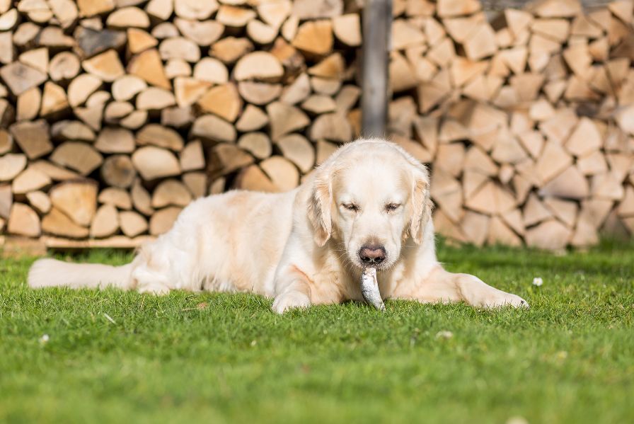 Fish and spaghetti homemade dog food dinner Wellbeing for Dogs