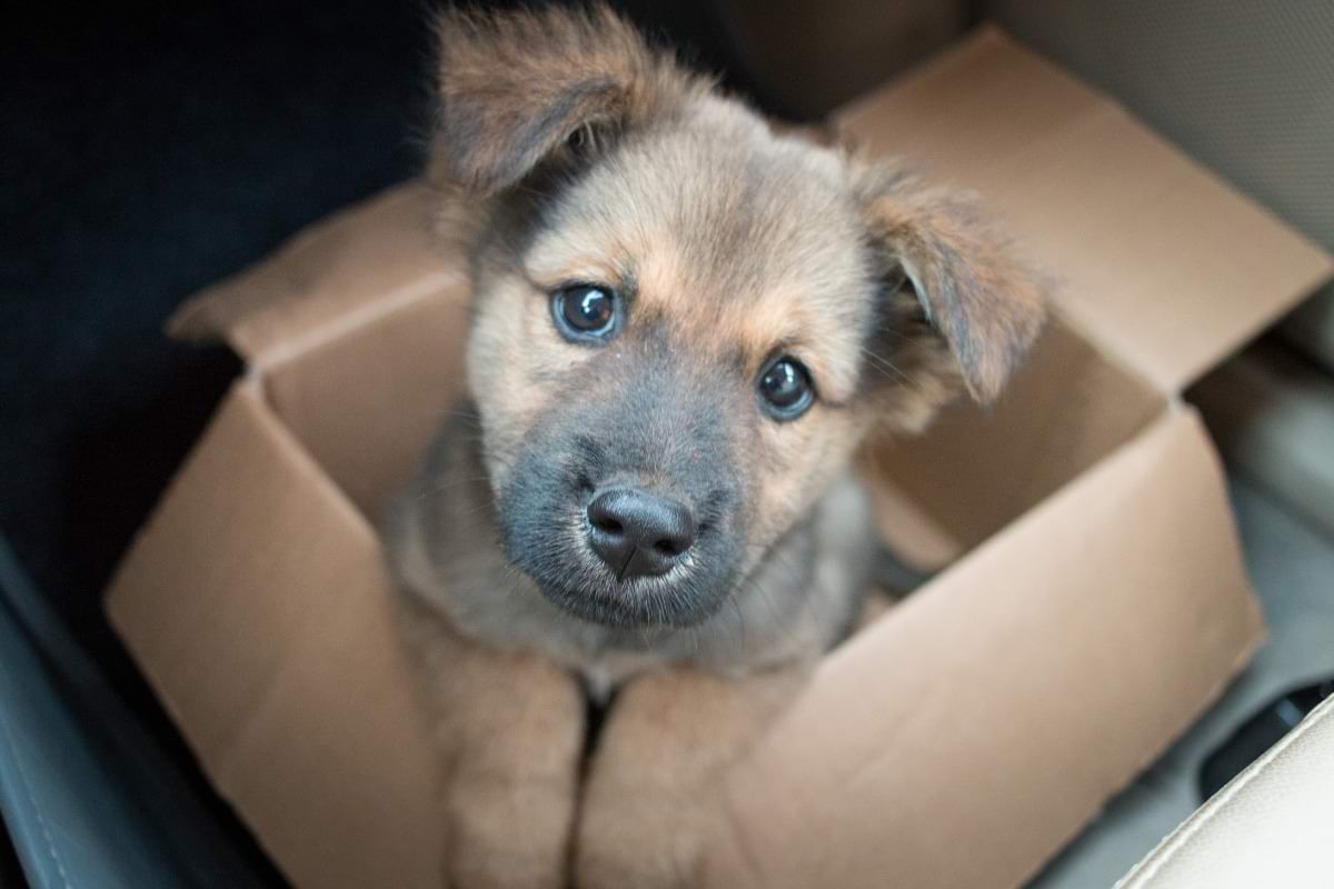 Wellbeing Essentials For Your New Puppy