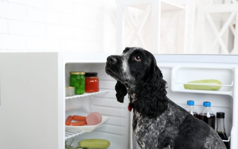Meat and vegetables in dog bowl Wellbeing for Dogs
