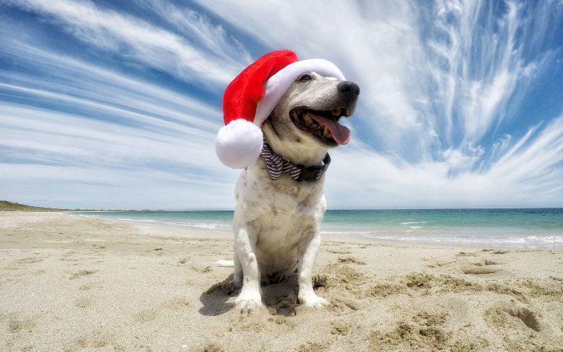 White Labrador puppies in a Santa hats at Christmas Wellbeing for Dogs