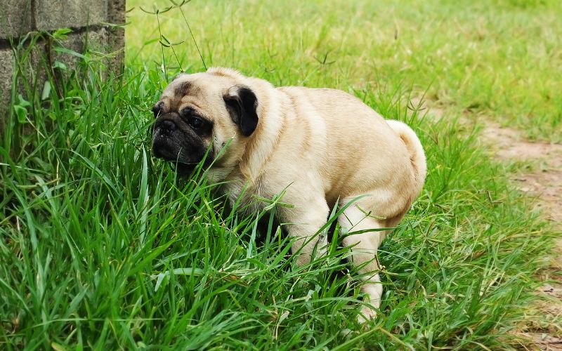 Plastic bag with dog poo in it Wellbeing for Dogs