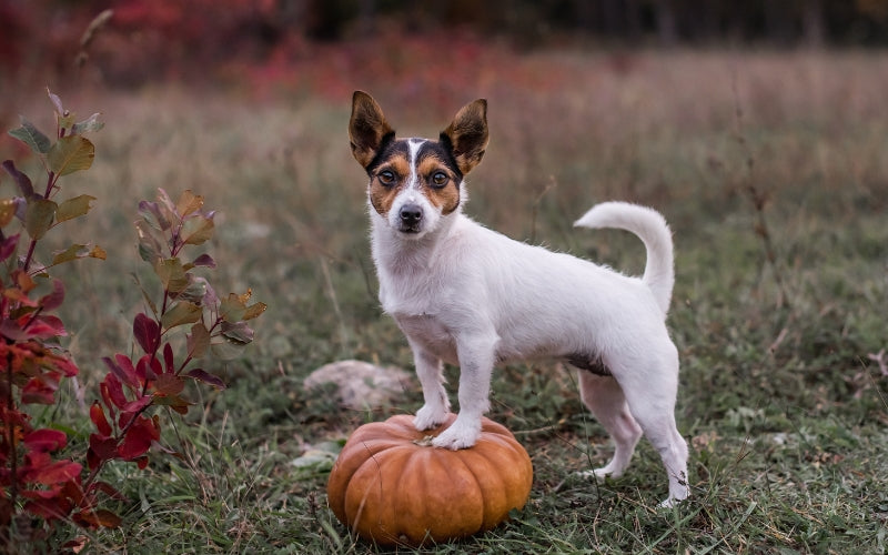 Cooked pumpkin for homemade dog food dinner Wellbeing for Dogs