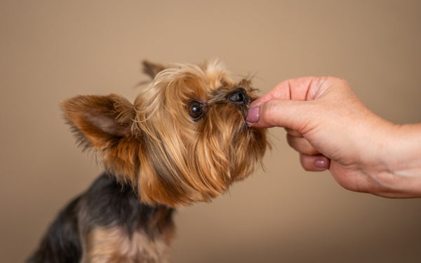 Brazil cheap nuts dogs