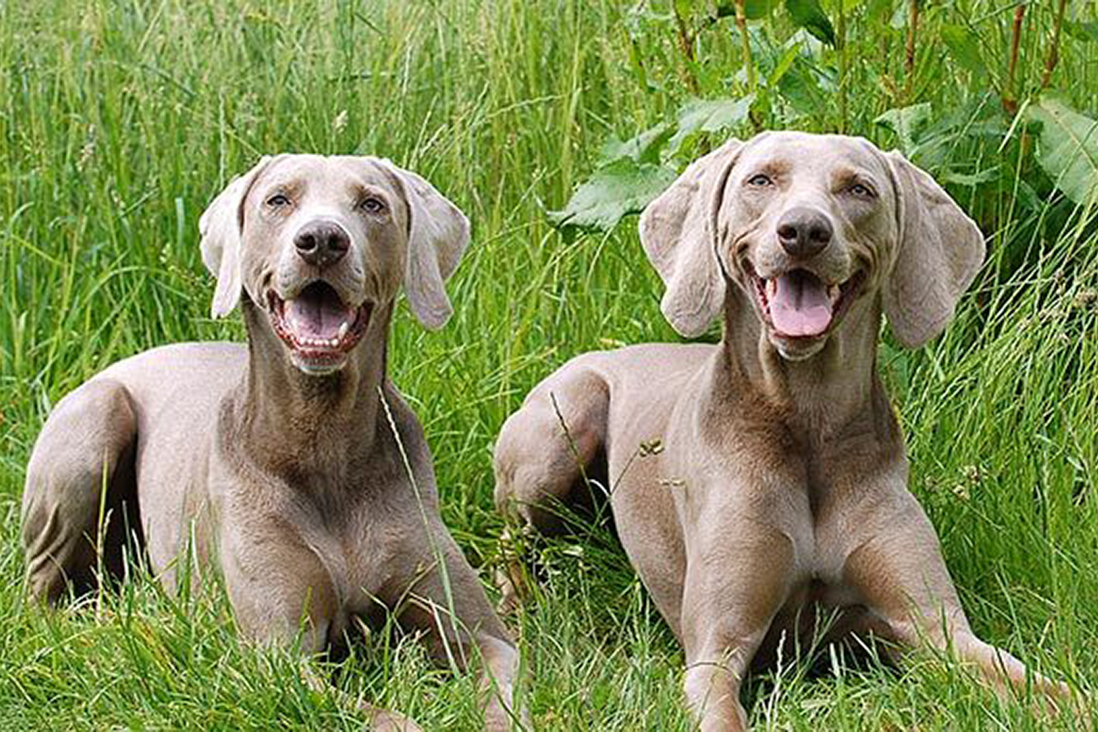 weimeraner dogs sitting in grass