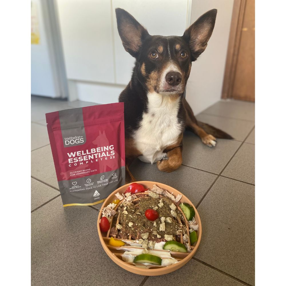 Kelpie lying down next to Wellbeing Essentials Complete 22