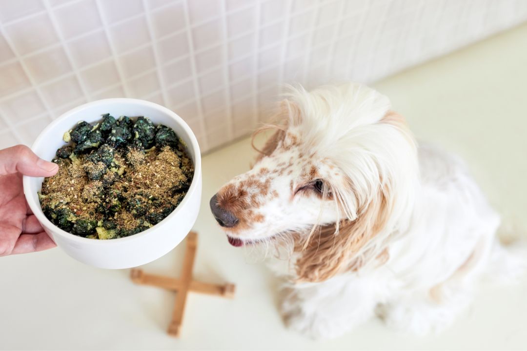 Dog looking at homemade bowl of food