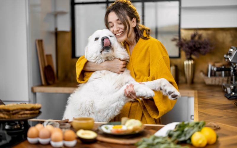 poodle dog watching in kitchen while human cooking