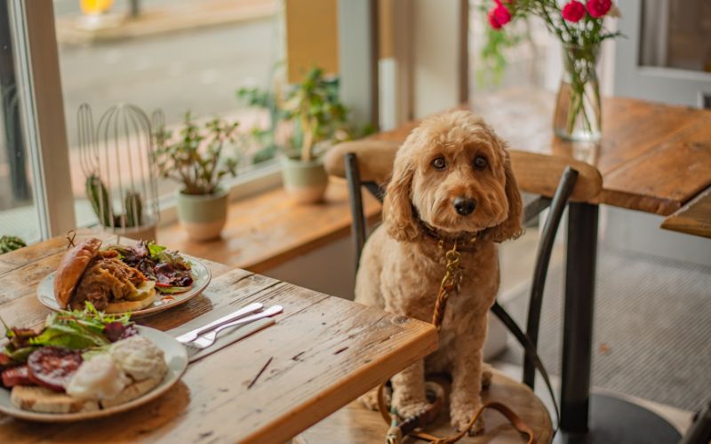 dog dinner bowl with fresh meat and vegetables