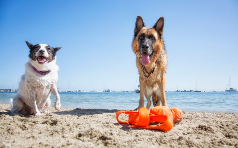 dog playing being sprayed with water
