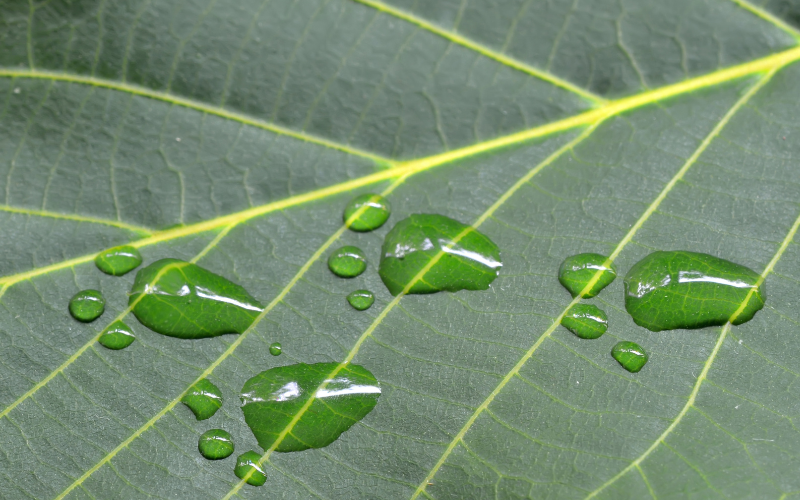 The Future of Ethical Pet Ownership