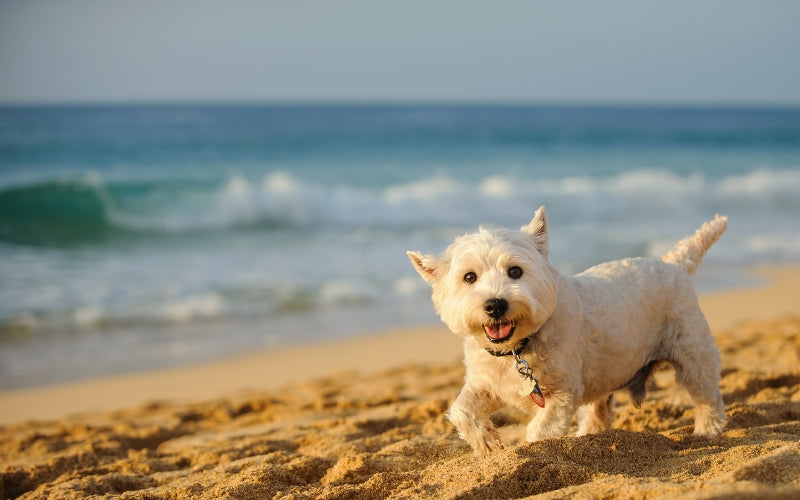 Wellbeing Essentials: a Guide to Dog Supplements