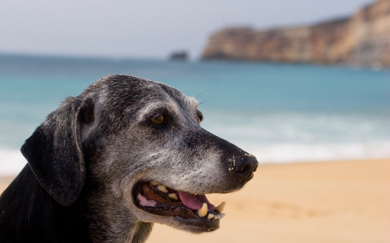 Top Tips For Senior Dog Health and Wellbeing
