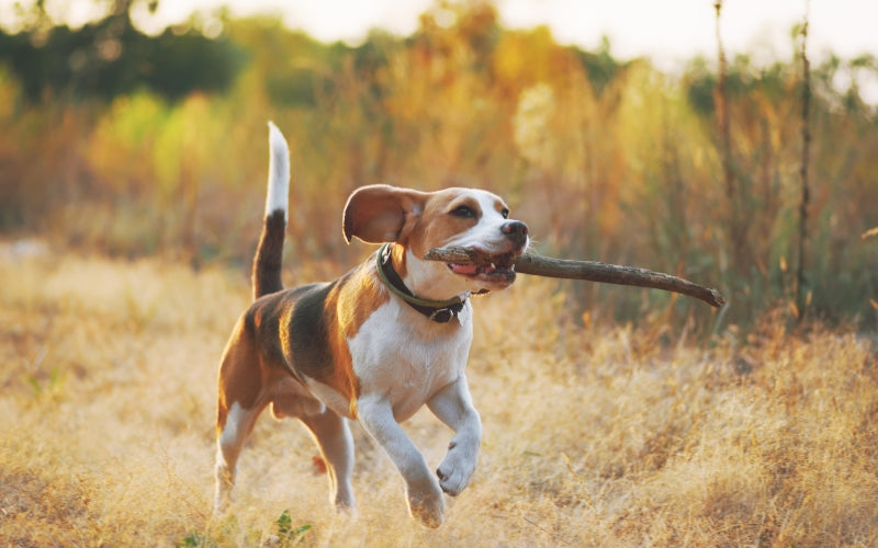 Wellbeing Essentials for a Healthy Dog
