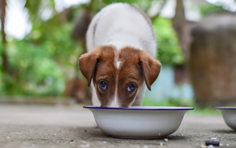Pasta for dog food Wellbeing for Dogs