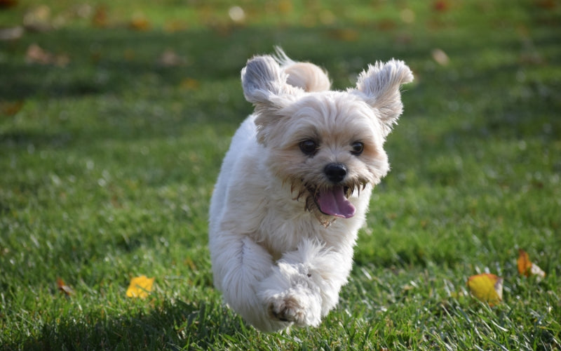 How to Decide If a Puppy Is Right For You