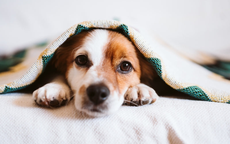 Top Tips for Dog Health During Winter