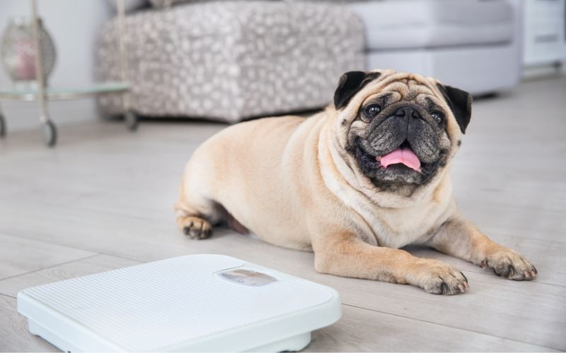 Overweight Pug dog sitting on bathroom scales Wellbeing for Dogs