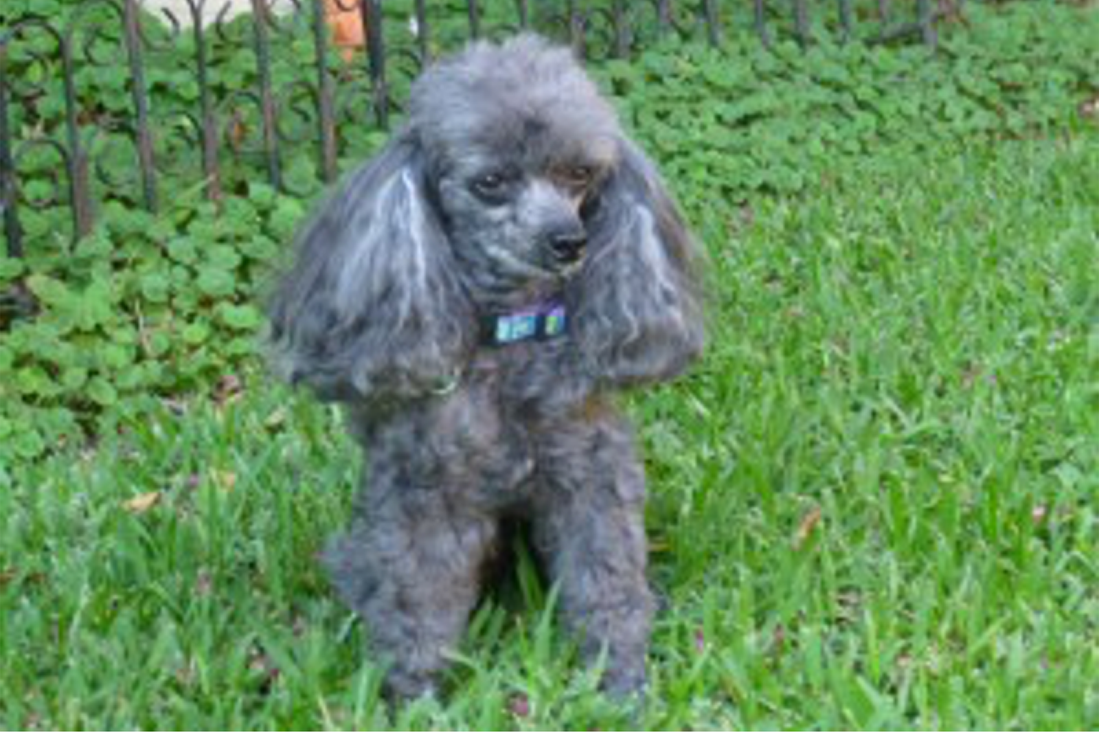 bailey cute grey toy poodle