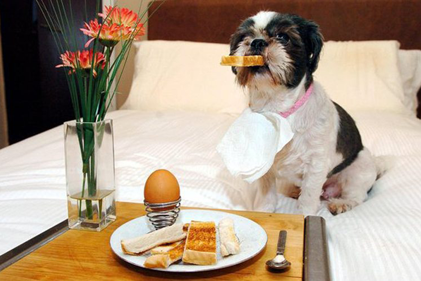small dog eating breakfast in bed