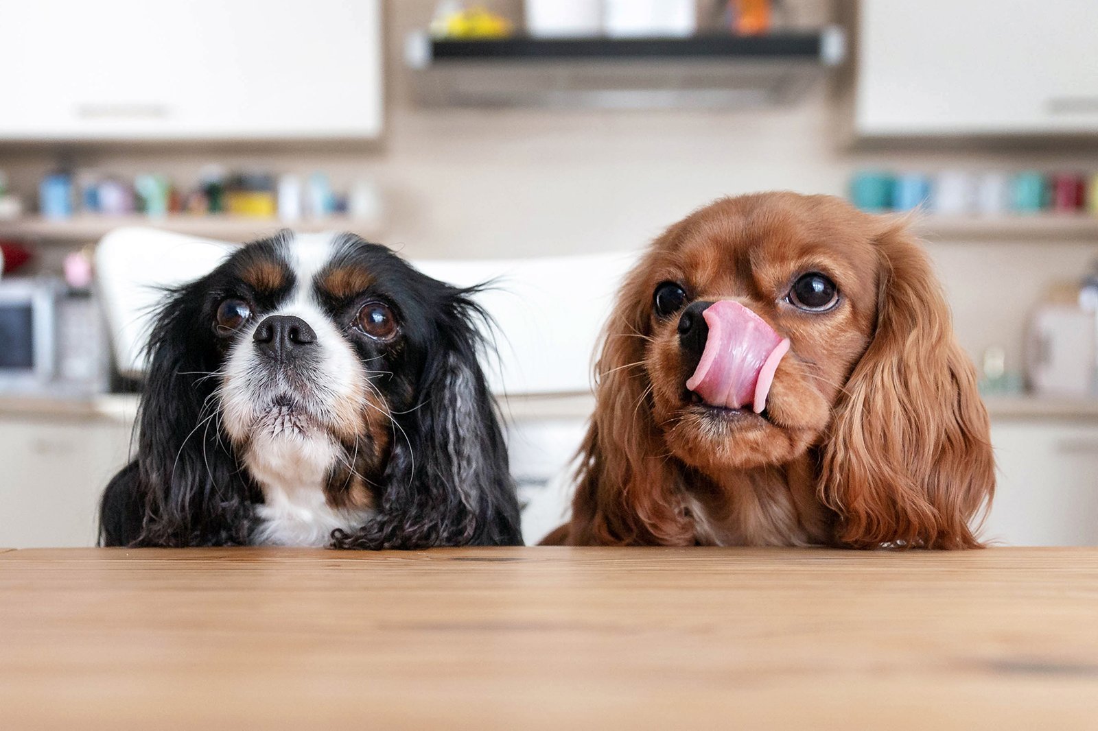 Homemade dog food for cocker spaniels best sale