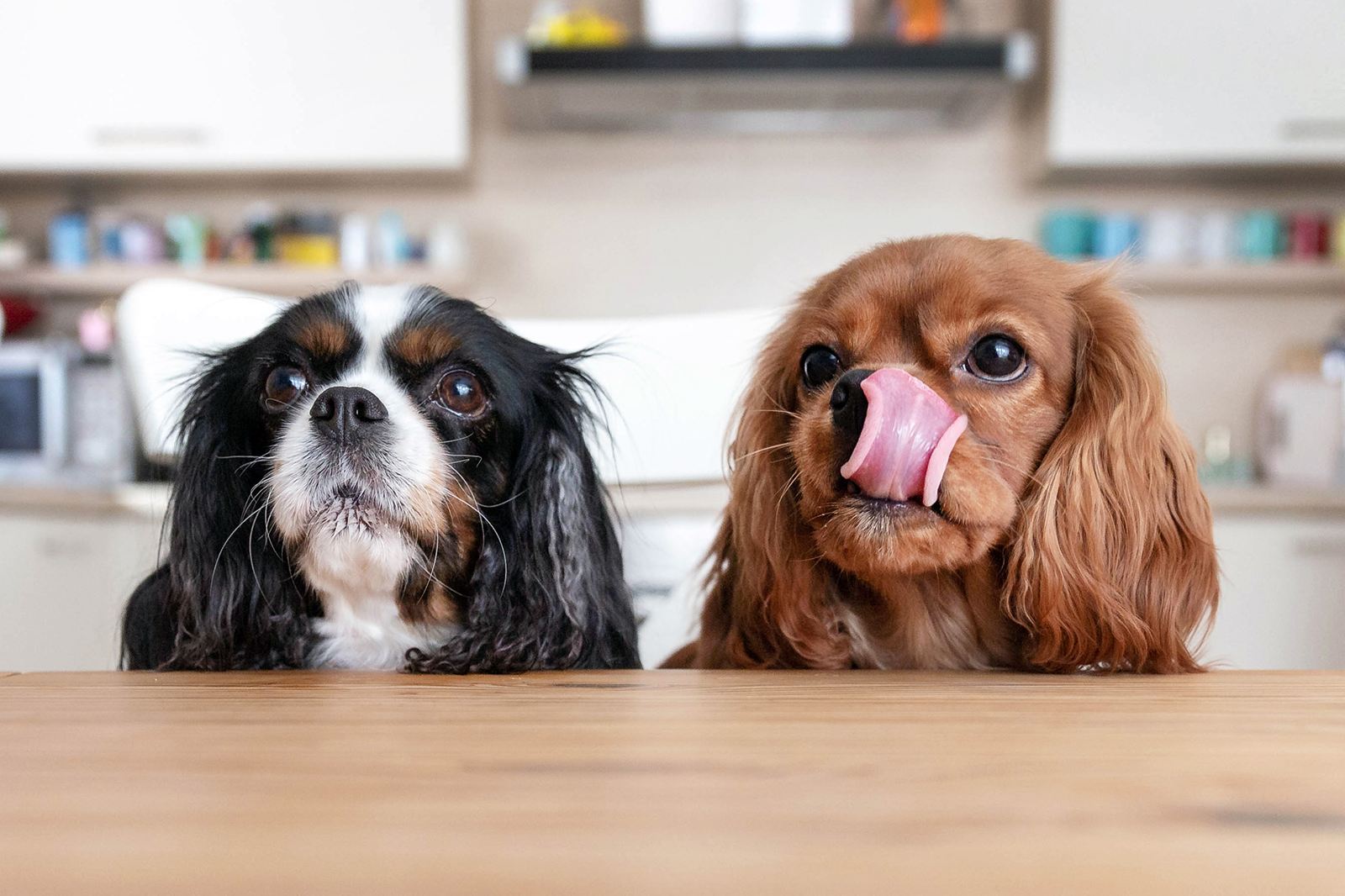 Homemade food for clearance cavalier king charles spaniel