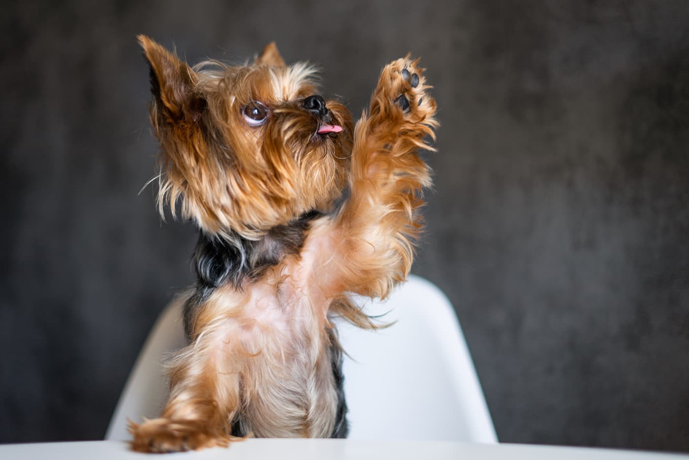 terrier dog sitting at table reaching up and licking lips