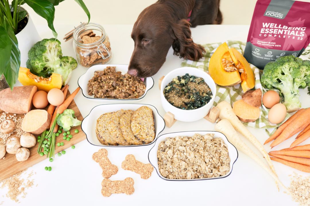 Dog sniffing homemade dog food with Wellbeing Essentials Complete 22