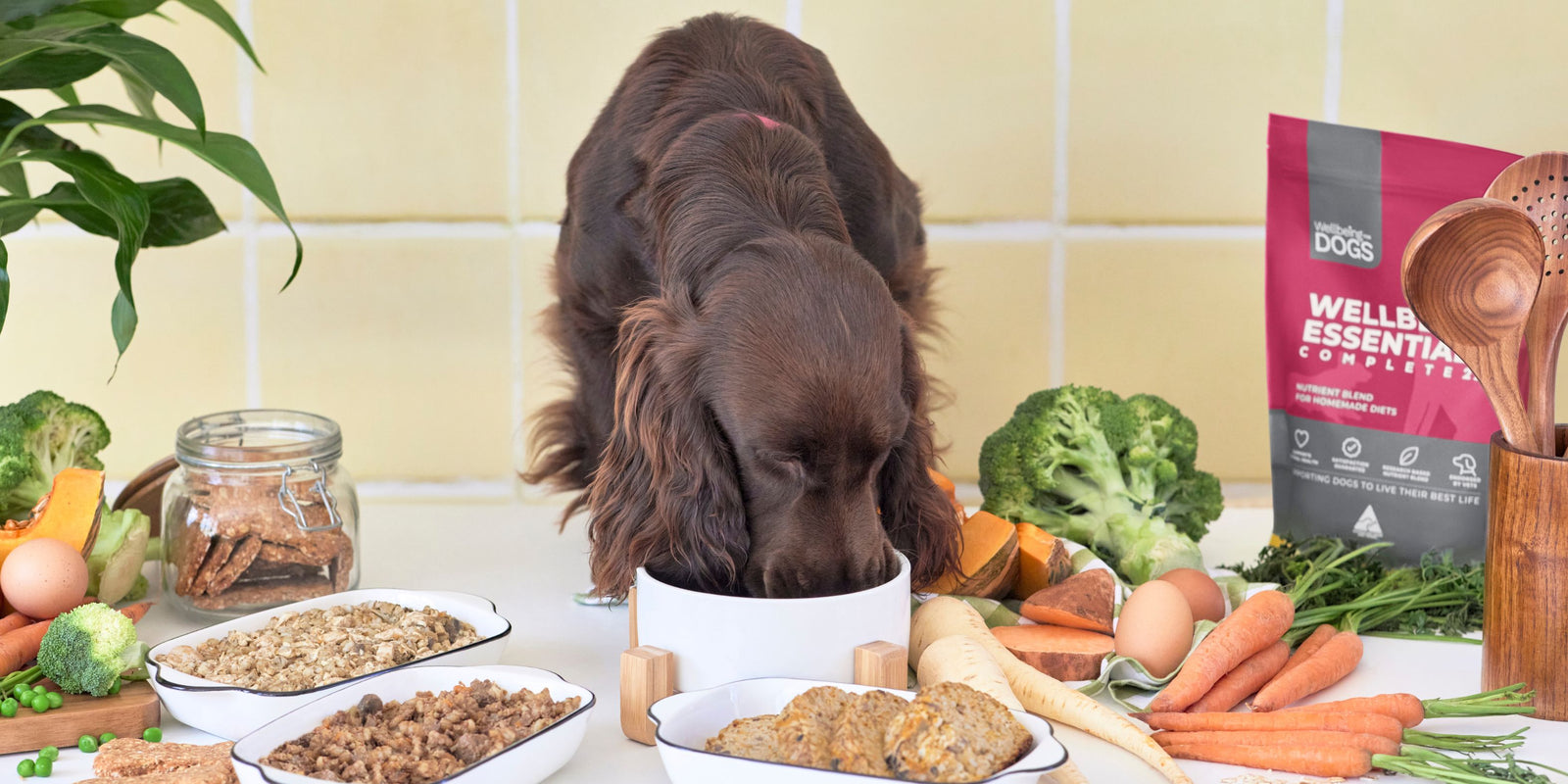 Dog eating from bowl next to Wellbeing Essentials Complete 22