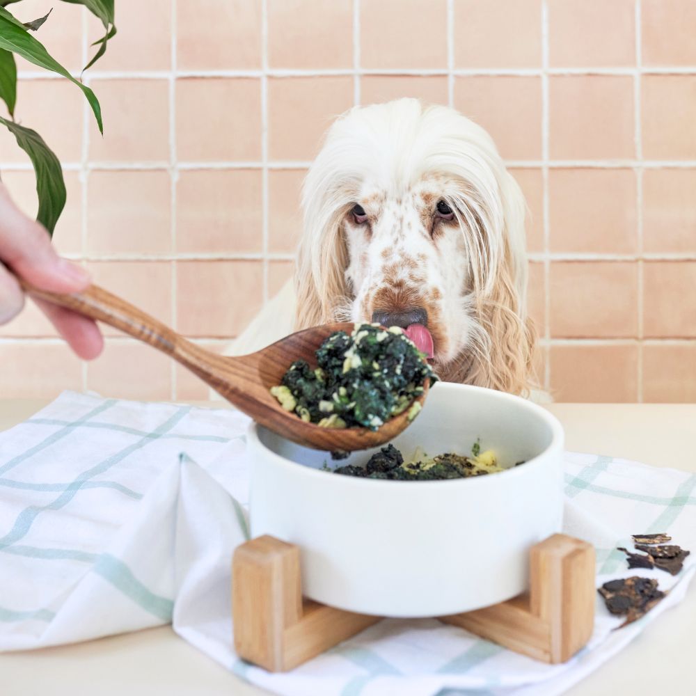 Dog licking lips as owner spoons food into bowl