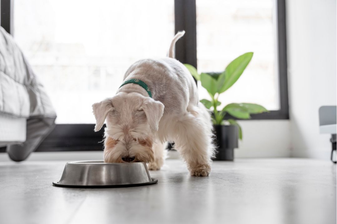 Dog eating from bowl in a modern flat