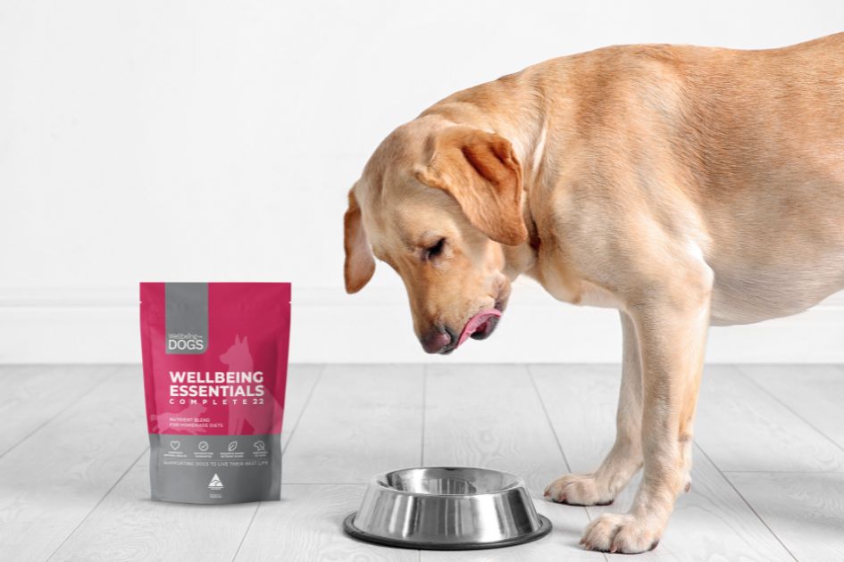 Dog licking lips, looking down at bowl with a packet of Wellbeing Essentials Complete 22 next to it