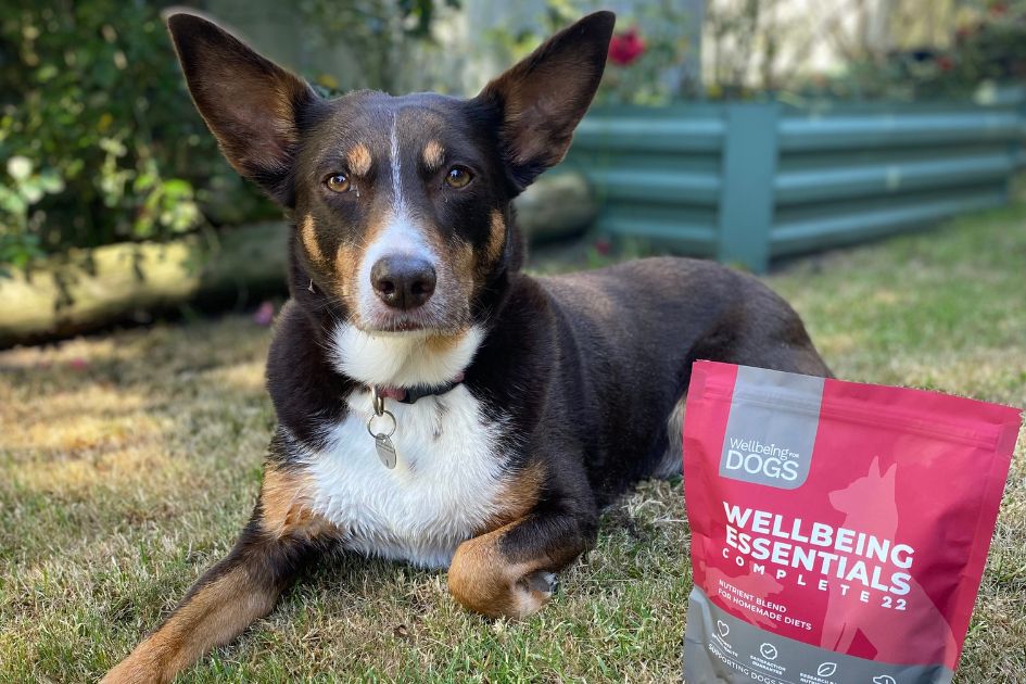 Kelpie lying down next to Wellbeing Essentials Complete 22