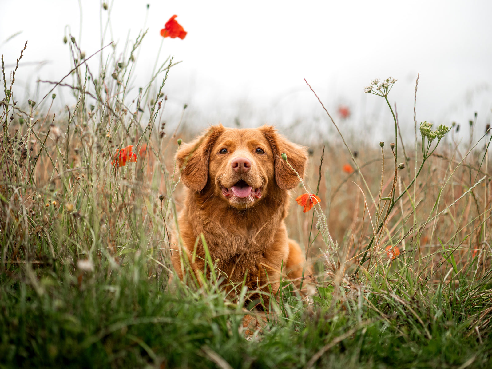 Image running through a field of flowers